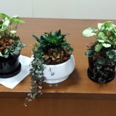 Bengkel Mini Pot Arrangement 4